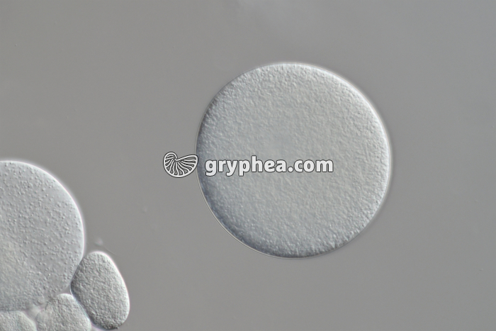 Ovule d'Oursin x100 - gryphea.org